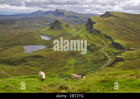 Gli animali domestici delle specie ovina (Ovis ammon f. aries), Quiraing, Trotternish, Regno Unito, Scozia, Isola di Skye Foto Stock