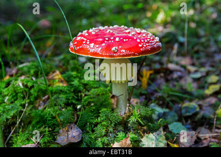 Fly agaric (amanita muscaria), corpo fruttifero sul suolo della foresta, in Germania, in Baviera Foto Stock