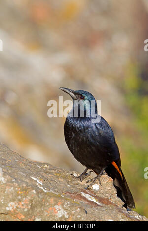 African red-winged starling (Onychognathus morio), maschile seduto su una roccia, Sud Africa, Kwazulu-Natal, castello dei giganti Foto Stock