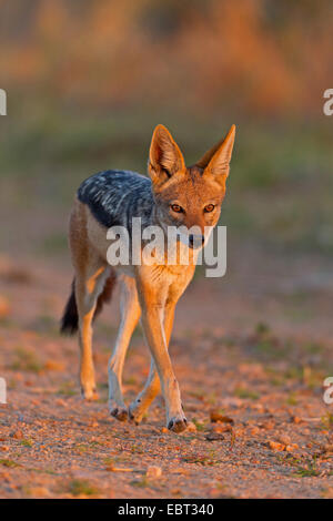 Nero-backed jackal (Canis mesomelas), nella luce della sera, Sud Africa, Krueger National Park, Letaba Camp Foto Stock