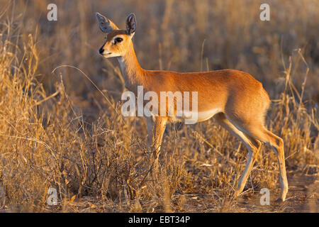 Steenbok (Raphicerus campestris), pup in un prato a secco, Sud Africa, Krueger National Park Foto Stock