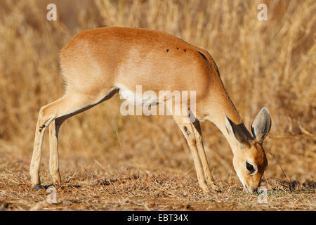 Steenbok (Raphicerus campestris), pup nella luce della sera al pascolo, Sud Africa, Krueger National Park Foto Stock