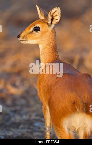 Steenbok (Raphicerus campestris), pup nella luce della sera, Sud Africa, Krueger National Park Foto Stock