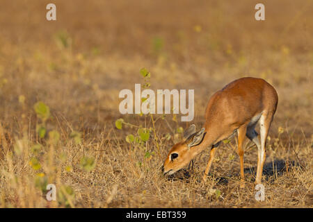 Steenbok (Raphicerus campestris), pascolo pup, Sud Africa, Krueger National Park Foto Stock