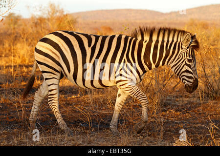 La Burchell zebra, zebra, comune zebra (Equus quagga burchelli, Equus burchelli), nella luce della sera, Sud Africa, Krueger National Park, inferiore Sabie Camp Foto Stock