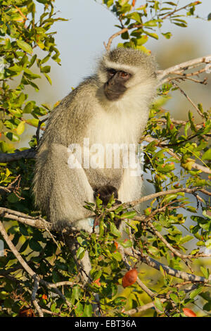 Vervet monkey (Cercopithecus pygerythrus, Chlorocebus pygerythrus), seduto su un albero, Sud Africa, Krueger National Park, Satara Camp Foto Stock