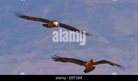 Lammergeier, Gipeto (Gypaetus barbatus meridionalis), due avvoltoi volare, Sud Africa, Kwazulu-Natal Foto Stock