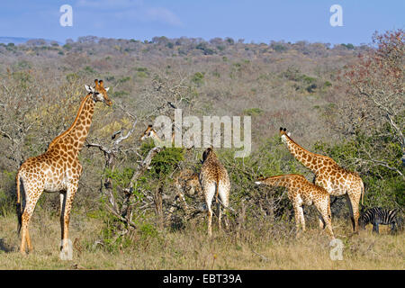 Cape giraffe (Giraffa camelopardalis giraffa), allevamento alimentazione nella savana, Sud Africa, Hluhluwe-Umfolozi Parco Nazionale Foto Stock