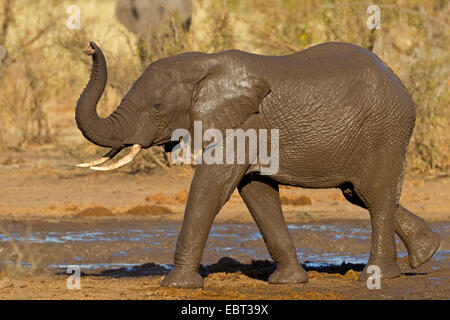 Elefante africano (Loxodonta africana), capretti elefante dopo il bagno di fango, Sud Africa, Krueger National Park Foto Stock