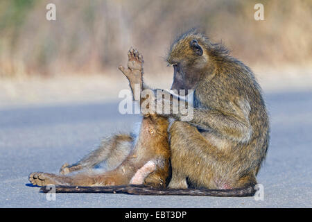 Chacma babbuino, anubius babbuino, oliva babbuino (Papio ursinus, Papio cynocephalus ursinus), seduto sulla strada e alloggiamento un altro babbuino, Sud Africa, Krueger National Park, inferiore Sabie Camp Foto Stock