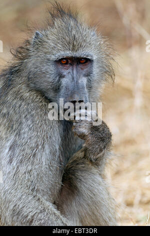 Chacma babbuino, anubius babbuino, oliva babbuino (Papio ursinus, Papio cynocephalus ursinus), ritratto, Sud Africa, Krueger National Park Foto Stock