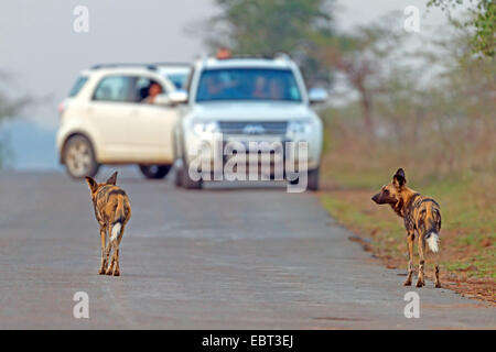 African wild dog, African Hunting dog, Capo Caccia cane, dipinto di cane lupo dipinti, verniciati cane da caccia, Spotted Dog, ornati Wolf (Lycaon pictus), due Paesi africani cani selvatici su una strada, vetture in background, Sud Africa, Hluhluwe-Umfolozi Parco Nazionale Foto Stock