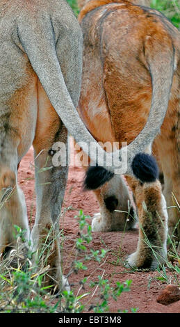 Lion (Panthera leo), la madre e il figlio, vista posteriore, Sud Africa, Krueger National Park Foto Stock