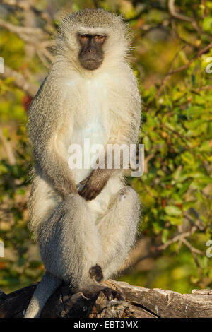 Vervet monkey (Cercopithecus pygerythrus, Chlorocebus pygerythrus), seduto su un albero, Sud Africa, Krueger National Park, Satara Camp Foto Stock