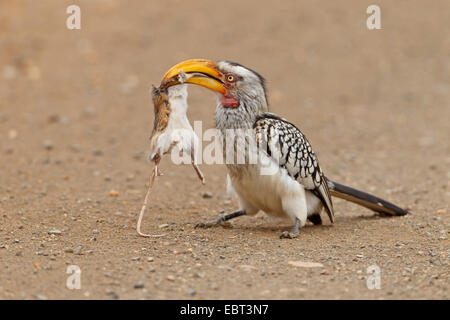 Southern Yellow-fatturati hornbill (Tockus leucomelas), seduto per terra con la preda nel becco, Sud Africa, Krueger National Park Foto Stock