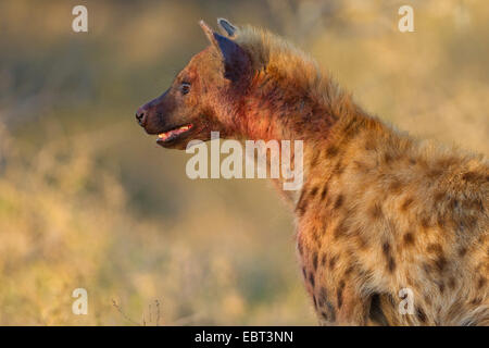 Spotted hyena (Crocuta crocuta), ritratto, Sud Africa, Hluhluwe-Umfolozi National Park, Mpila Camp Foto Stock