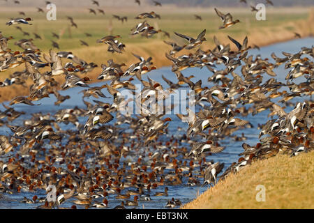 Wigeon europea (Anas penelope, Mareca penelope), cumuli di wigeons presso il luogo di riposo, Paesi Bassi, Texel Foto Stock