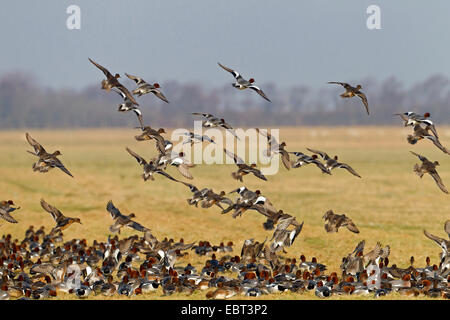 Wigeon europea (Anas penelope, Mareca penelope), a partire gregge, Paesi Bassi, Texel Foto Stock