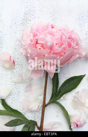 Bella peonie rosa su sfondo bianco, still life Foto Stock