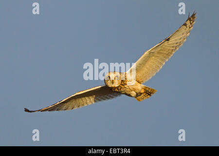 Corto-eared gufo comune (asio flammeus), battenti, in Germania, in Renania Palatinato Foto Stock