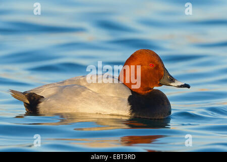 Pochard comune (Aythya ferina, Anas ferina), nuoto, GERMANIA Baden-Wuerttemberg Foto Stock