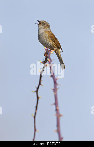 Dunnock (Prunella modularis), seduto su un ramo di cantare, in Germania, in Renania Palatinato Foto Stock