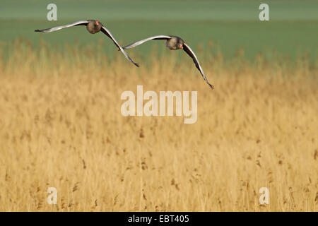 Graylag goose (Anser anser), coppia battenti, in Germania, in Renania Palatinato Foto Stock