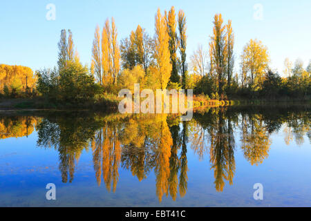 Aspen, Pioppo (Populus spec.), floodplain forest con pioppi in autunno, Germania Foto Stock