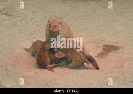 La mangusta nastrati, zebra mongoose (Mungos mungo), femmina con neonati sotto una lampada a infrarossi in zoo Foto Stock