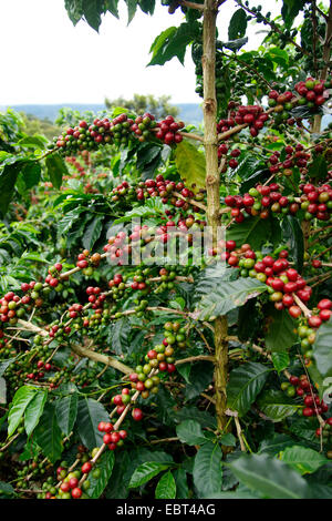 Arabian caffè (Coffea arabica), rami fruttiferi, Colombia Foto Stock