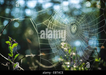 Spider Web con rugiada di mattina, in Germania, in Baviera, Oberbayern, Alta Baviera, Murnauer Moos Foto Stock