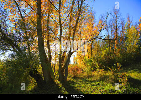 Floodplain Bosco in autunno, Germania Foto Stock