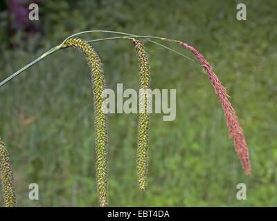 Penduli carici, Giant sedge erba (Carex pendula), infiorescenza, Germania Foto Stock