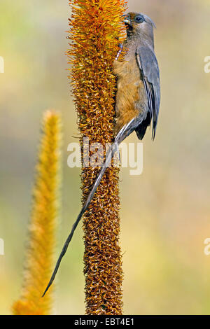 Chiazzato mousebird (Colius striatus), seduta in un infiorescenza, Sud Africa, Krueger National Park Foto Stock