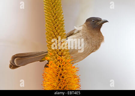 Giallo-sfiatato bulbul (Pycnonotus xanthopygos), seduta in un infiorescenza, Sud Africa, Krueger National Park Foto Stock