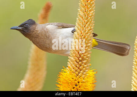 Giallo-sfiatato bulbul (Pycnonotus xanthopygos), seduta in un infiorescenza, Sud Africa, Krueger National Park Foto Stock