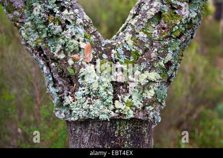 Quercia da sughero (Quercus suber), licheni sulla corteccia di querce da sughero, Spagna, Andalusia, Parque Natural los Alcornocales Foto Stock