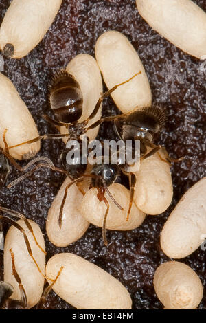 Marrone (ant Lasius brunneus), nido con uova, Germania Foto Stock