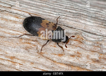 Dispensa beetle, comune coleottero dispensa, pancetta beetle (Dermestes lardarius), seduti su legno, Germania Foto Stock