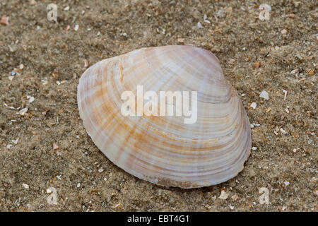 Il canale di bianco clam radiati trogolo shell, radiati trogolo-shell (Mactra corallina, Mactra stultorum, Mactra cinerea), shell sulla spiaggia, Germania Foto Stock