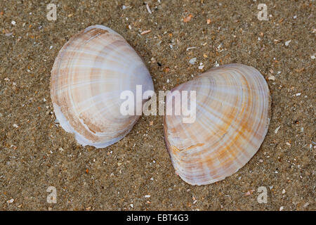 Il canale di bianco clam radiati trogolo shell, radiati trogolo-shell (Mactra corallina, Mactra stultorum, Mactra cinerea), shell sulla spiaggia, Germania Foto Stock