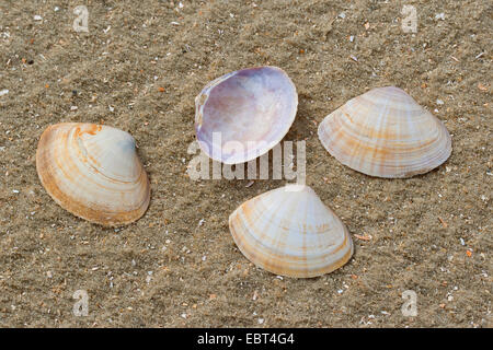 Il canale di bianco clam radiati trogolo shell, radiati trogolo-shell (Mactra corallina, Mactra stultorum, Mactra cinerea), conchiglie sulla spiaggia, Germania Foto Stock