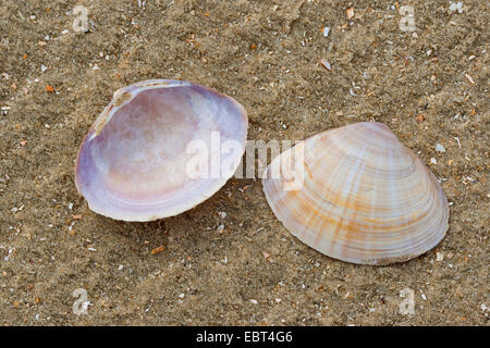 Il canale di bianco clam radiati trogolo shell, radiati trogolo-shell (Mactra corallina, Mactra stultorum, Mactra cinerea), shell sulla spiaggia, Germania Foto Stock