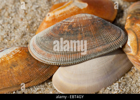 Nastrare il cuneo clam, nastrati Donax, nastrati a cuneo (Shell Donax vittatus, Cuneus vittatus), conchiglie sulla spiaggia, Germania Foto Stock