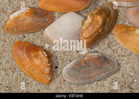 Nastrare il cuneo clam, nastrati Donax, nastrati a cuneo (Shell Donax vittatus, Cuneus vittatus), conchiglie sulla spiaggia, Germania Foto Stock