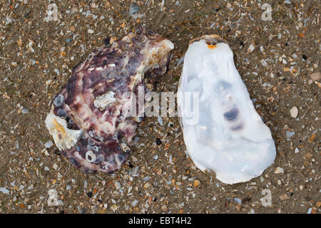 Pacific oyster, giant Pacific oyster, ostrica giapponese (Crassostrea gigas), conchiglie sulla spiaggia, Germania Foto Stock