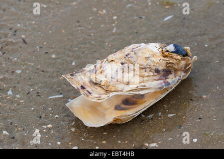 Pacific oyster, giant Pacific oyster, ostrica giapponese (Crassostrea gigas), shell sulla spiaggia, Germania Foto Stock