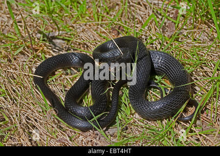 Green Whip Snake, Western frusta Snake (Hierophis viridiflavus, Coluber viridiflavus, Hierophis viridiflavus carbonarius, Coluber viridiflavus carbonarius), nero individuo disteso sul terreno, Italia, Sicilia Foto Stock