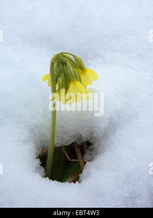 Vero oxlip (Primula elatior), che fiorisce in neve, Norvegia, Troms Foto Stock