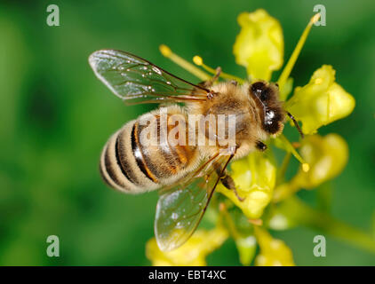 Il miele delle api, hive bee (Apis mellifera mellifera), il miele delle api sul fiore giallo, ruta graveolens, Germania Foto Stock